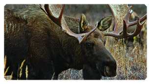 DSC700 314 Gone Hunting (Moose)